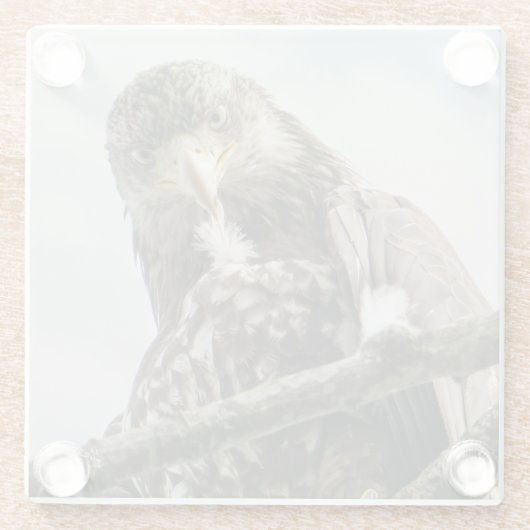 Eagle Face Funny Wildlife Bird Fotografy Glasuntersetzer (Rückseite)