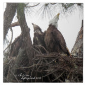 Eagle Familie singen Spiegeland Tile Fliese (Vorderseite)