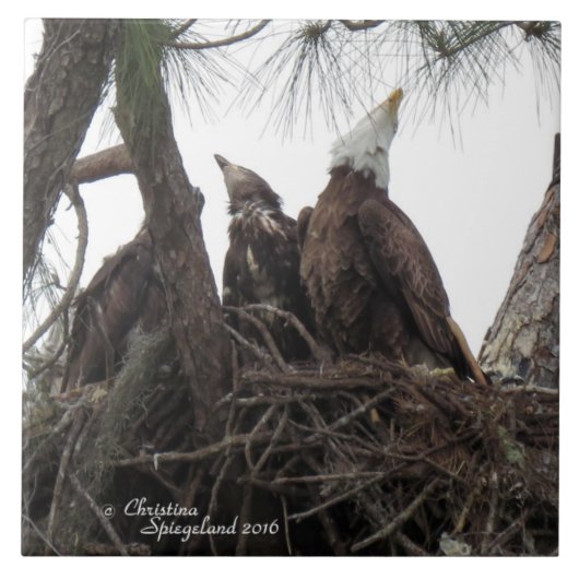 Eagle Familie singen Spiegeland Tile Fliese (Vorderseite)