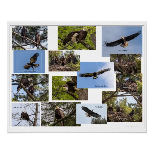 Eagle Family Life Poster (Vorderseite)