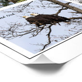 Eagle Family Life Poster (Ecke)