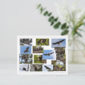 Eagle Family Life Postkarte (Stehend Vorderseite)