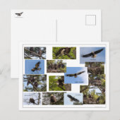 Eagle Family Life Postkarte (Vorne/Hinten)