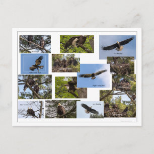 Eagle Family Life Postkarte