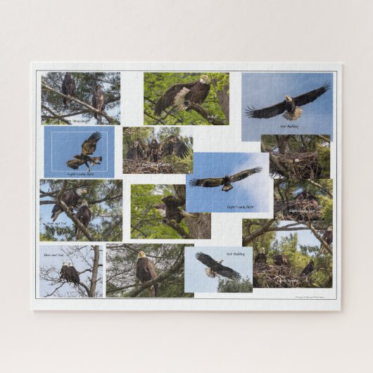 Eagle Family Life Puzzle (Horizontal)