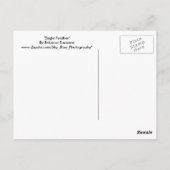 Eagle Feather Postkarte (Rückseite)