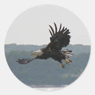 Eagle Flight Sticker