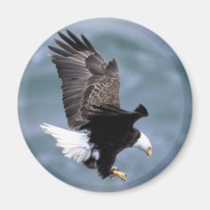 Eagle-Flug Magnet