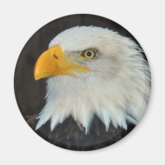 Eagle Head Magnet (Vorne)