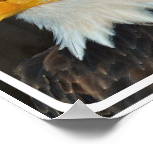 Eagle Head Poster (Ecke)