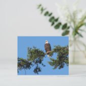 Eagle im Baum Postkarte (Stehend Vorderseite)