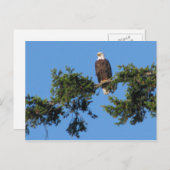 Eagle im Baum Postkarte (Vorne/Hinten)