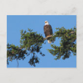 Eagle im Baum Postkarte (Vorderseite)