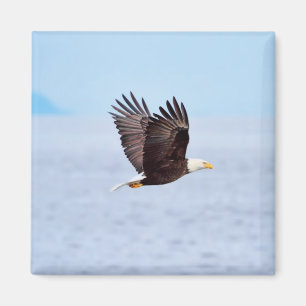 Eagle im Flug Magnet