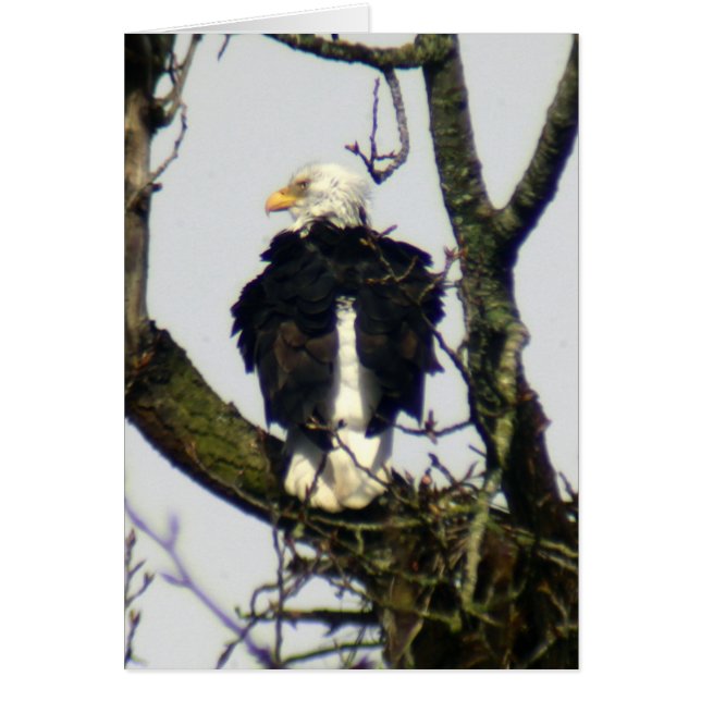 Eagle immer wachsam ... (Vorne)