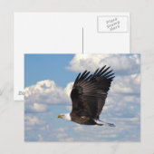Eagle in der Sky Postcard Postkarte (Vorne/Hinten)