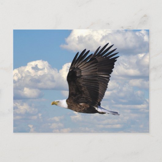 Eagle in der Sky Postcard Postkarte (Vorderseite)