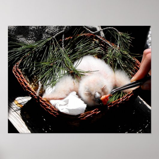 Eagle-Kiche fütternd Zeit Poster (Vorne)