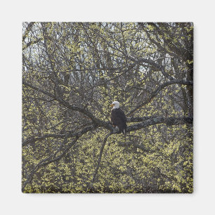 Eagle Lookout Painterly Magnet