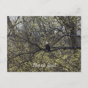 Eagle Lookout Painterly Postkarte