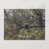Eagle Lookout Painterly Postkarte (Vorderseite)