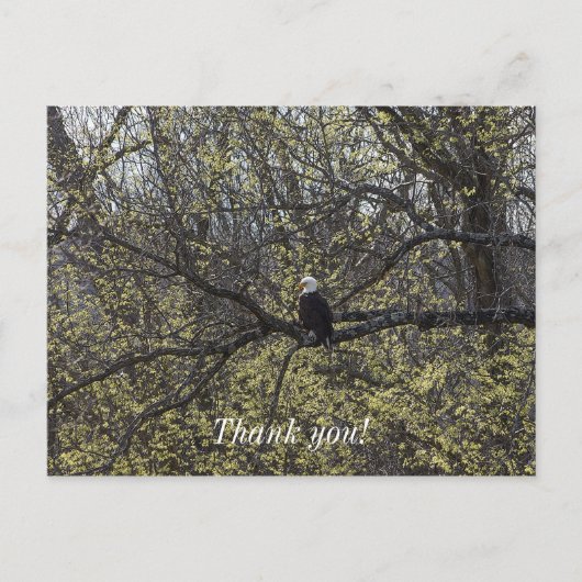 Eagle Lookout Painterly Postkarte (Vorderseite)