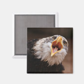 Eagle Magnet (Vorderseite/Rückseite)