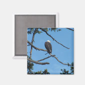Eagle Magnet (Vorderseite/Rückseite)