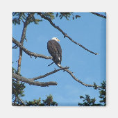 Eagle Magnet (Vorne)