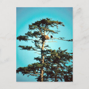 Eagle Nest Postkarte