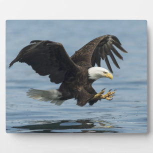 Eagle on Approach Fotoplatte