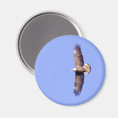 Eagle Over Conowingo Magnet (Vorderseite/Rückseite)