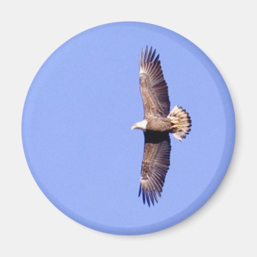 Eagle Over Conowingo Magnet (Vorne)