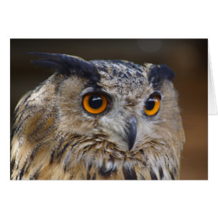 Eagle Owl