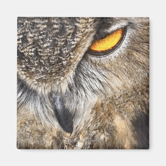 Eagle Owl (Bubo bubo) Magnet (Vorne)