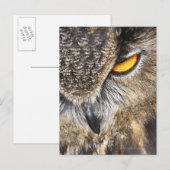 Eagle Owl (Bubo bubo) Postkarte (Vorne/Hinten)