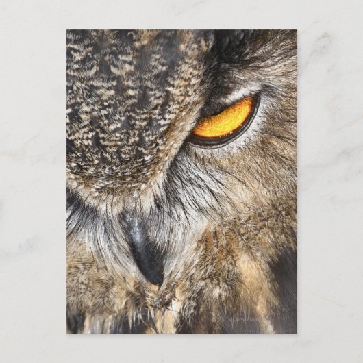Eagle Owl (Bubo bubo) Postkarte (Vorderseite)