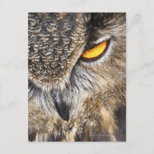 Eagle Owl (Bubo bubo) Postkarte
