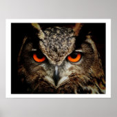 Eagle Owl Eyes Poster (Vorne)