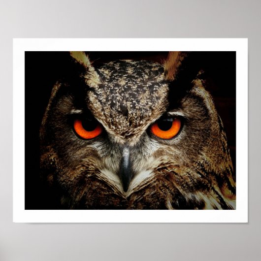 Eagle Owl Eyes Poster (Vorne)