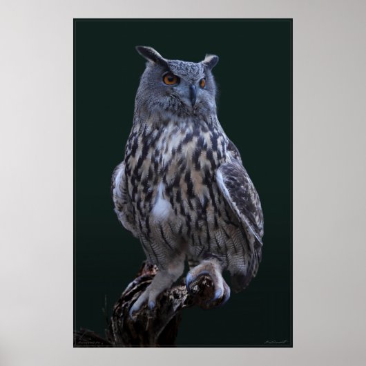 Eagle Owl Foto Poster -24x36 -kleiner erhältlich (Vorne)