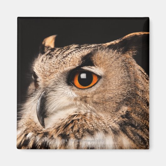 Eagle Owl Magnet (Vorne)