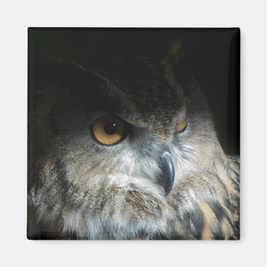 Eagle Owl Magnet (Vorne)