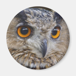 Eagle Owl Magnet