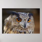 Eagle Owl Poster (Vorne)