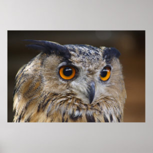 Eagle Owl Poster