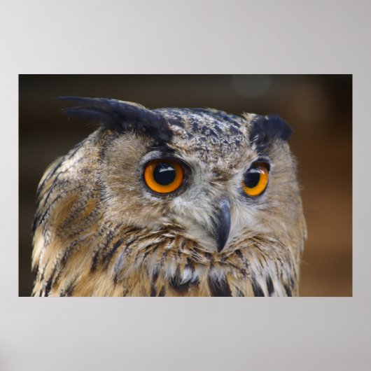 Eagle Owl Poster (Vorne)