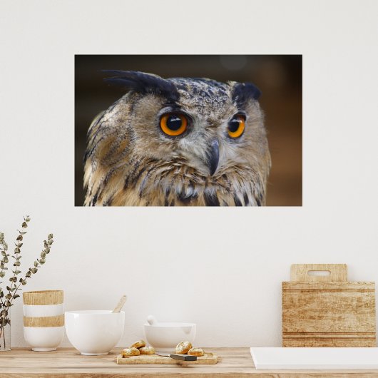 Eagle Owl Poster (Küche)