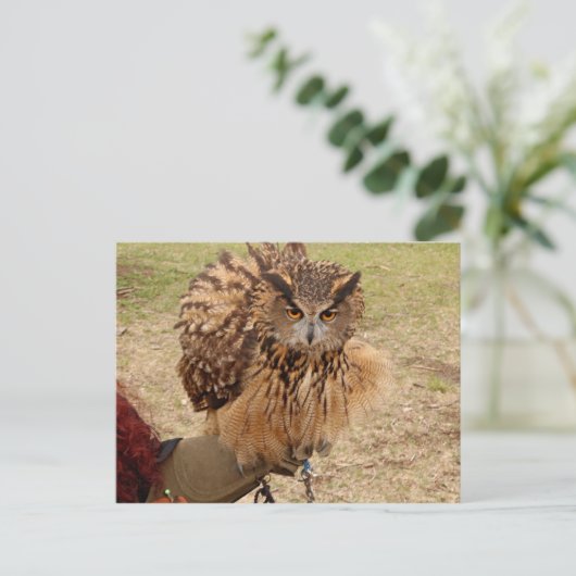 Eagle Owl Postkarte (Stehend Vorderseite)