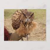 Eagle Owl Postkarte (Vorderseite)